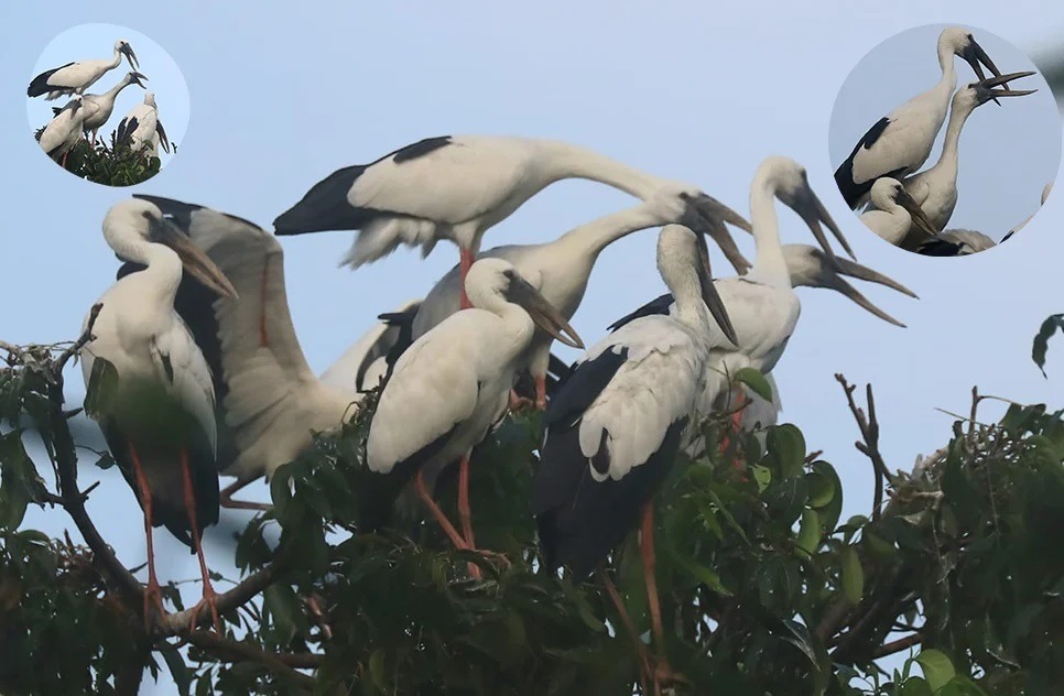 শামুকখোল পাখির ডানায় ভর করেছে শুভ্র শরৎ