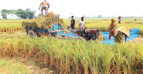 রংপুরে শ্রমিক সংকটে কৃষক