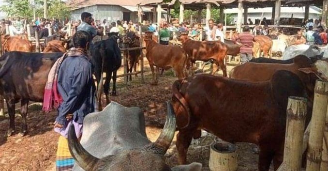 কাশিয়ানীর পরানপুর পশুরহাট ইজারাদার সিন্ডিকেটের যোগসাজশে চলছে হাটের ‘খাস আদায়’