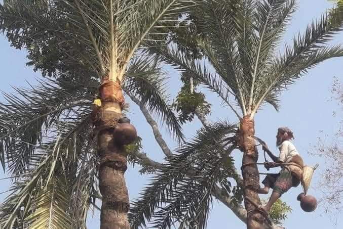 পর্যাপ্ত খেজুর গাছ না থাকায় গাছিরা পরিবর্তন করেছে পেশা