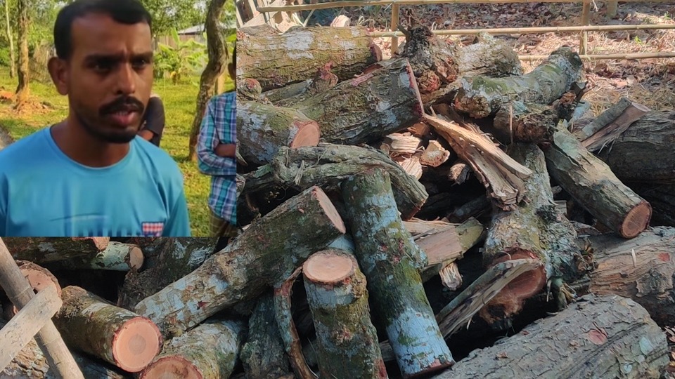 বিএনপি নেতার পরিচয়ে সরকারি গজারি গাছ কেটে পাচার, লাকড়ি বানিয়ে হোটেলে বিক্রি