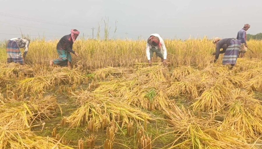 রংপুরে ভরা মৌসুমে চালের দাম বৃদ্ধি