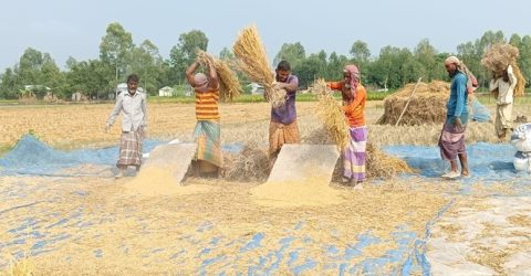 রংপুরে ধান মাড়াই ও সিদ্ধ করার কাজে ব্যস্ত কৃষক