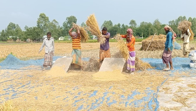 রংপুরে ধান মাড়াই ও সিদ্ধ করার কাজে ব্যস্ত কৃষক