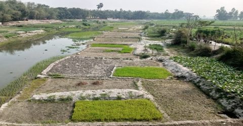 রংপুরে ঘাঘট নদে হচ্ছে ফসল চাষ