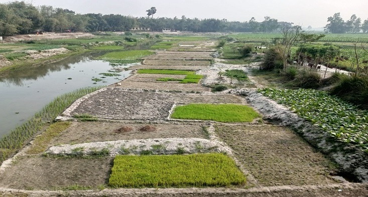 রংপুরে ঘাঘট নদে হচ্ছে ফসল চাষ