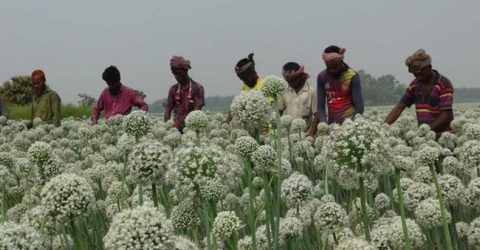 বীবগঞ্জে পেঁয়াজ বীজের বাম্পর ফলন