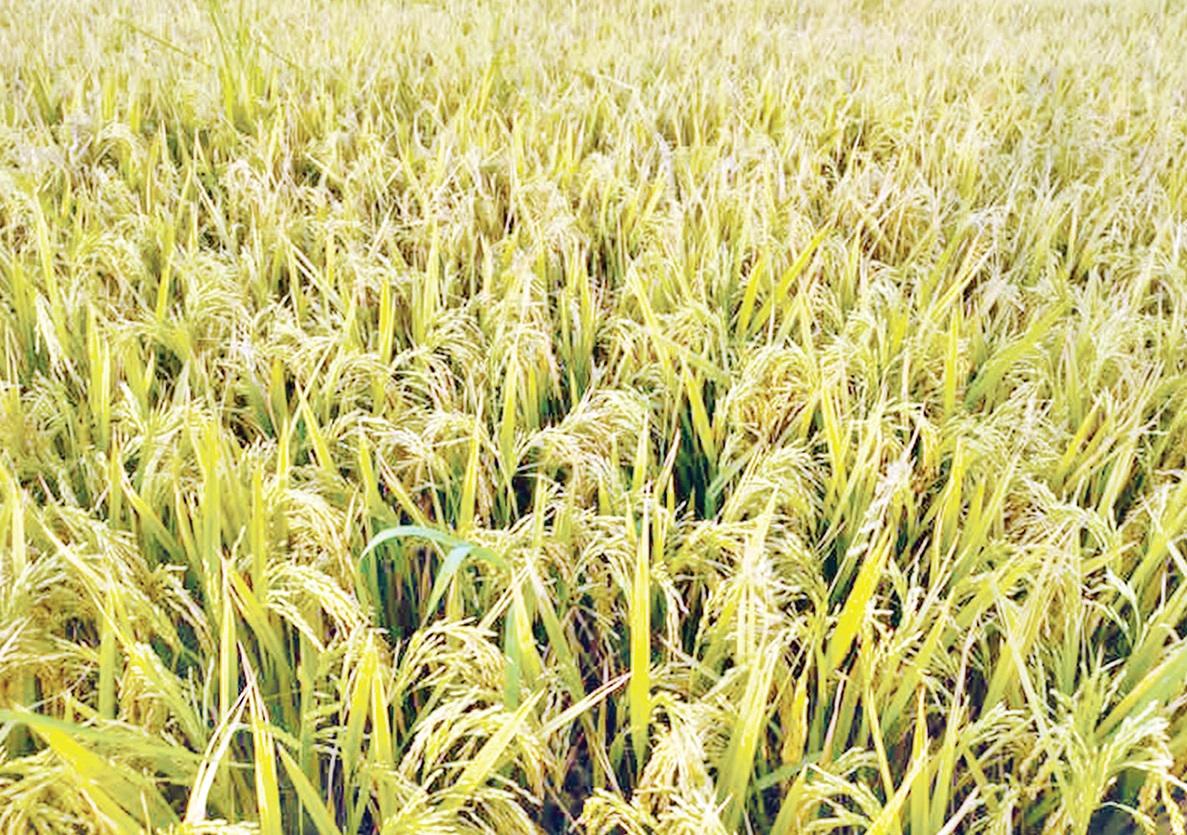 রংপুর অঞ্চলে বোরো ধানের বাম্পার ফলন