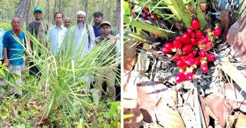 দেশে প্রথম দিনাজপুরে বন খেজুর গাছের সন্ধান