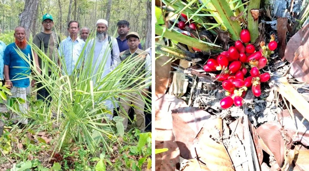 দেশে প্রথম দিনাজপুরে বন খেজুর গাছের সন্ধান
