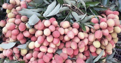 দিনাজপুরে বাজারে অপরিপক্ক লিচু