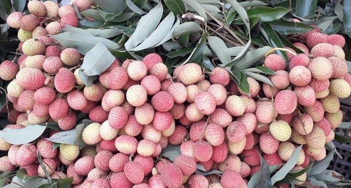 দিনাজপুরে বাজারে অপরিপক্ক লিচু