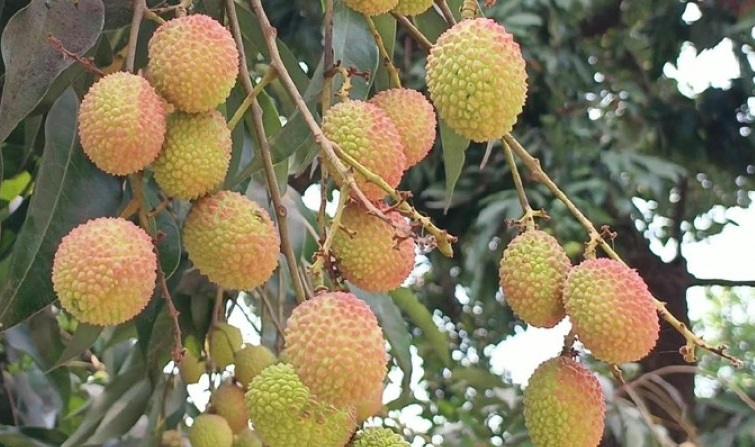 দিনাজপুরের বেদেনা লিচুর জিআই পণ্যের স্বীকৃতি