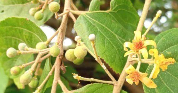 বেরোবি ক্যাম্পাসে বিলুপ্ত ফলসার ফল