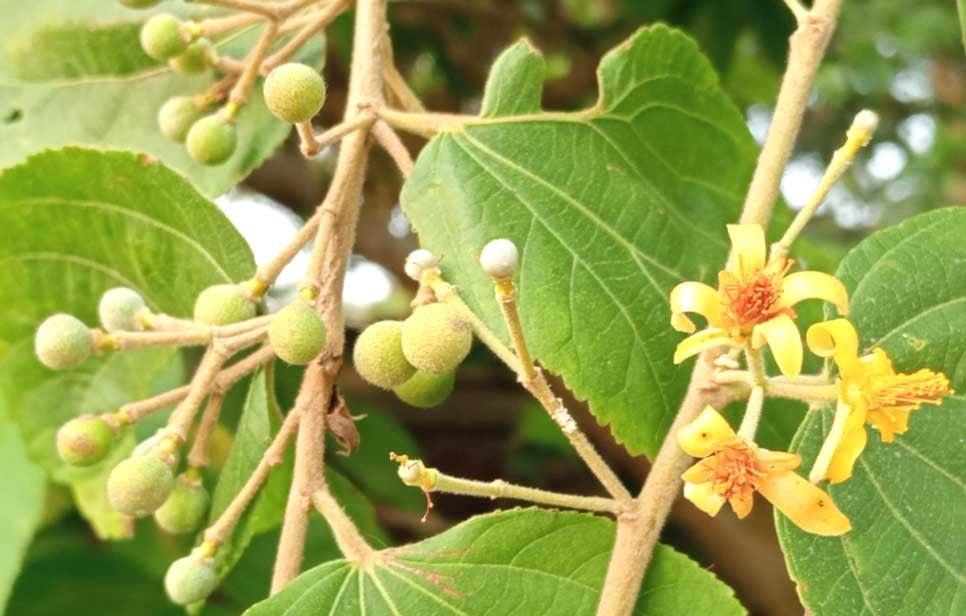 বেরোবি ক্যাম্পাসে বিলুপ্ত ফলসার ফল