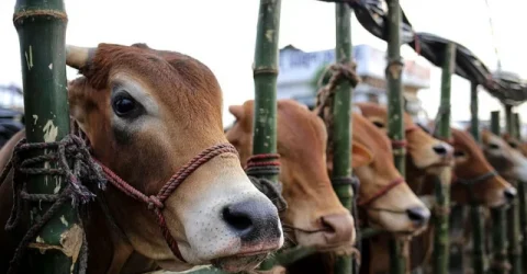 কোরবানীতে উদ্বৃত্ত থাকছে ২০ লাখেরও বেশি গবাদিপশু সরকারের নানা পদক্ষেপে পশুসম্পদে স্বয়ংসম্পূর্ণ বাংলাদেশ