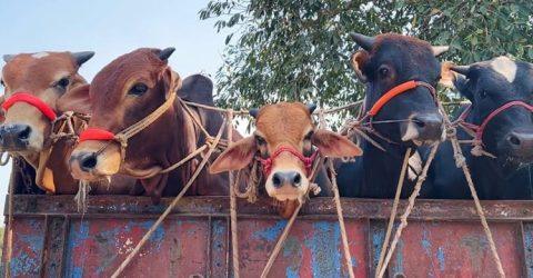 ঈদযাত্রা যানজটমুক্ত করতে পশুবাহী গাড়ি মহাসড়কের বাম পাশ দিয়ে চলবে