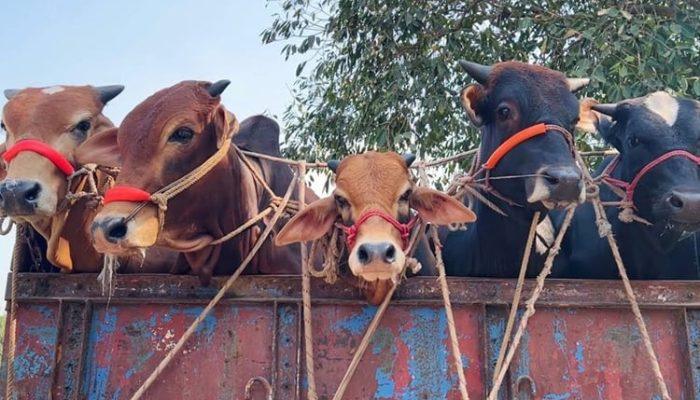 ঈদযাত্রা যানজটমুক্ত করতে পশুবাহী গাড়ি মহাসড়কের বাম পাশ দিয়ে চলবে