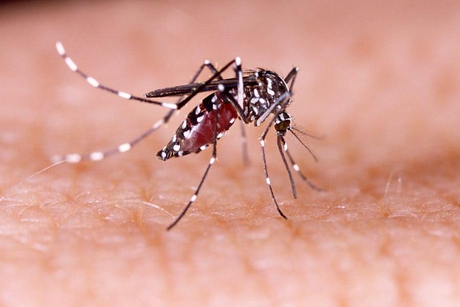 ডেঙ্গুতে আরও ৩ জনের মৃত্যু :  হাসপাতালে ভর্তি ৫৮০ জন