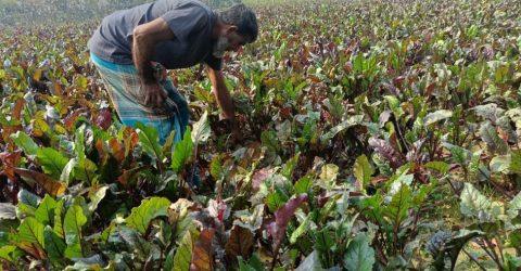 চুয়াতাঙ্গার জীবননগরে বিটরুট চাষে আগ্রহ বাড়ছে কৃষকদের