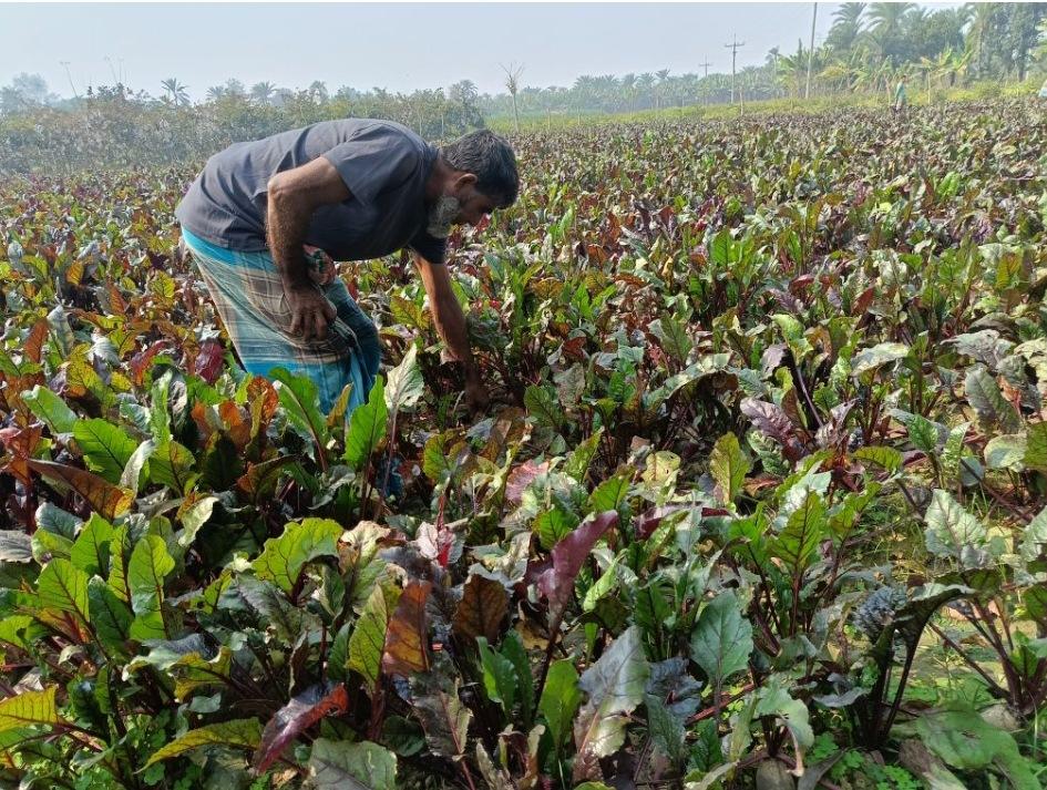 চুয়াতাঙ্গার জীবননগরে বিটরুট চাষে আগ্রহ বাড়ছে কৃষকদের
