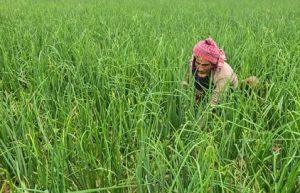 দিনাজপুরে পেঁয়াজের বাম্পার ফলনের সম্ভবনা