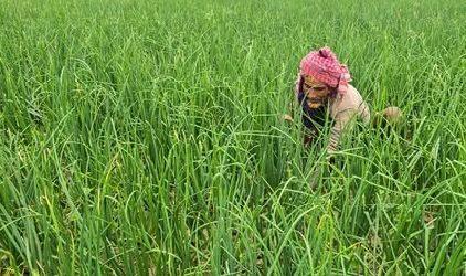 দিনাজপুরে পেঁয়াজের বাম্পার ফলনের সম্ভবনা