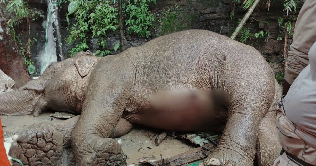 টেকনাফে পাহাড় থেকে পড়ে আহত মা হাতির মৃত্যু
