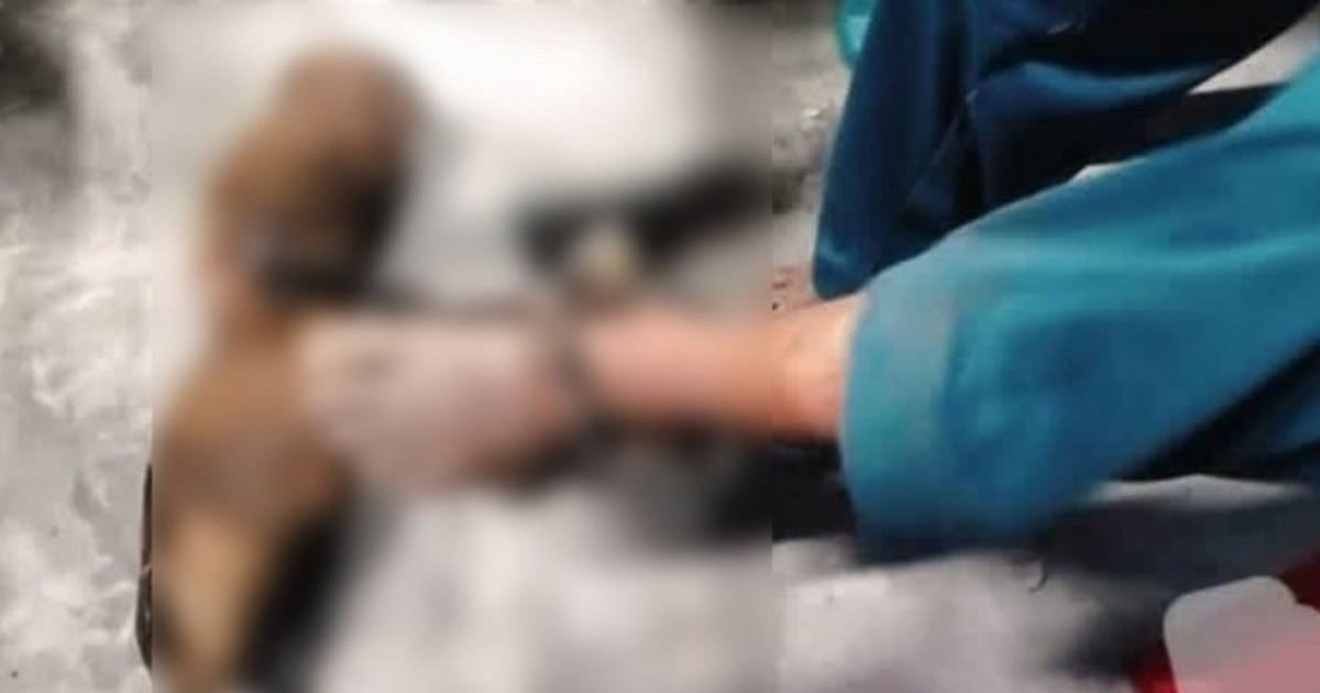 খুলনায় মাদ্রাসায় শিকলবন্দী শিশু উদ্ধার, প্রধান শিক্ষক গ্রেপ্তার