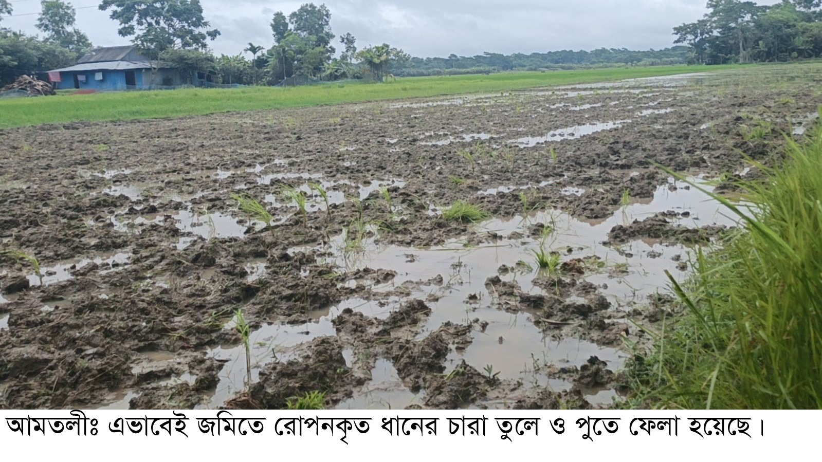 আমতলীতে রাতের আঁধারে জমির ধানের চারা তুলে ফেলার অভিযোগ।