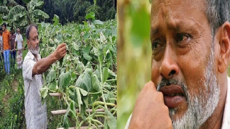 ঝিনাইদহে কৃষকের লাউক্ষেত কেটে দিল দুর্বৃত্তরা, তদন্ত শুরু