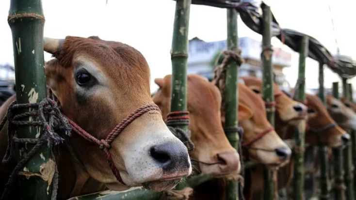 কোরবানীর পশু। ছবি: সংগৃহীত
মোশতাক আহমদ