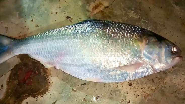 কুয়াকাটায় বড় ইলিশ ৬ হাজার ৮২৫ টাকায় বিক্রি